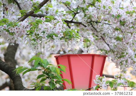 Cherry tree of Osaka Mint Cherry tree of Osaka Mint 37861232