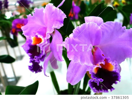 Different varieties of orchid flowers are colorful Different varieties of orchid flowers are colorful 37861305