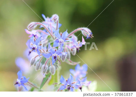 Borage flower 37861837