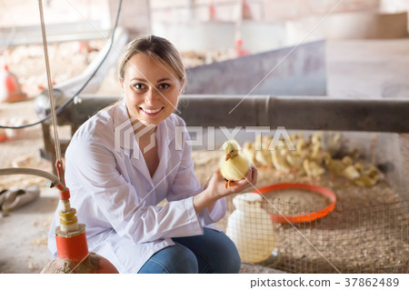 Veterinarian holding duckling on poultry farm. 37862489