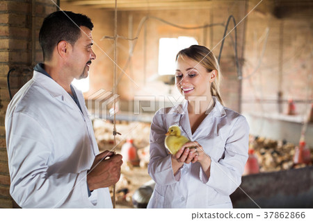 Veterinarian having duckling in hands 37862866