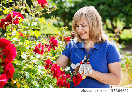 Woman gardening red roses and holding horticultural tools on sunny day Woman gardening red roses and holding horticultural tools on sunny day 37864252