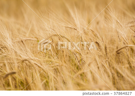 Beautiful ripe yellow wheat 37864827