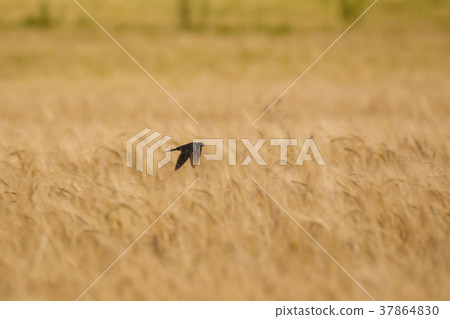 Swift fly over wheat 37864830