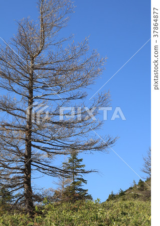 在Kusatsu Shirane的冬天死的樹 37864877