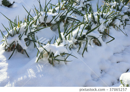 Snow kitchen garden Snow kitchen garden 37865257