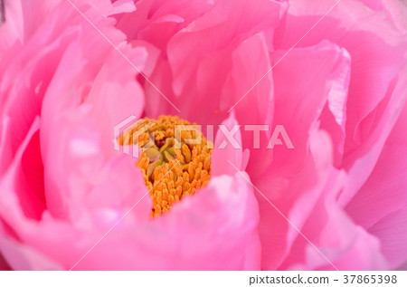 Winter button Winter button 37865398