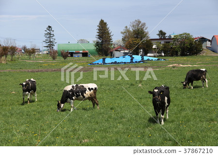 Ranch _ Monbetsu 37867210