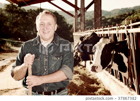 Smiling male farmer on cows farm 37867382