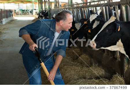 tenderness between man farmer and cow 37867499