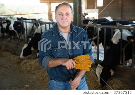 Adult farmer is standing at her workplace near cows 37867513