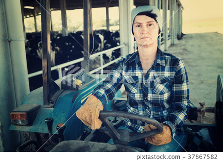 Adult female farmer is sitting on the car at the cowfarm. Adult female farmer is sitting on the car at the cowfarm. 37867582