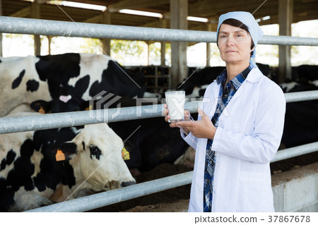 Mature woman veterinarian with milk at cowshed 37867678