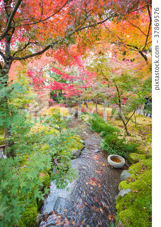 Maple trees with fall foliage colors  37869576