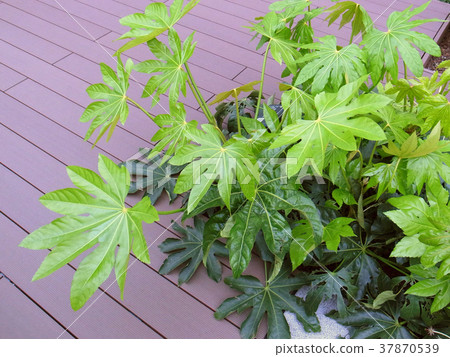 Dates garden Dates garden 37870539