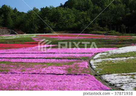 Shibazakura of Niigata Horinouchi 37871938