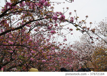 櫻花風景 櫻花風景 37872184