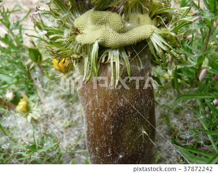 丹波波之王（織田蒲公英） 37872242