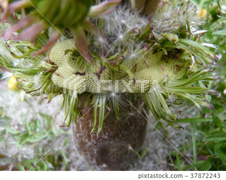 丹波波之王（織田蒲公英） 37872243