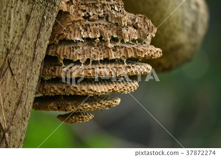 The nest of fallen yellow wasps 37872274