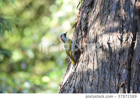 Aogella女性在築巢期間 Aogella女性在築巢期間 37872389