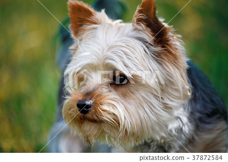 Cute small pet dog yorkshire terrier 37872584