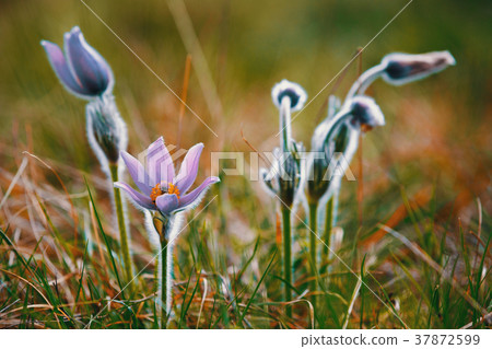 spring flower Pulsatilla pratensis 37872599