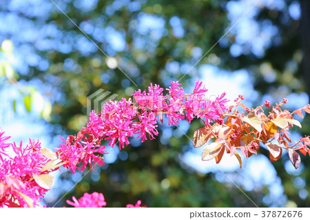 紅花Tokiwamansaku花 紅花Tokiwamansaku花 37872676