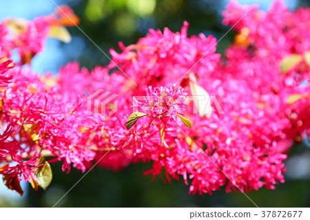 紅花Tokiwamansaku花 紅花Tokiwamansaku花 37872677