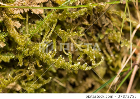 Moss Moss 37872753