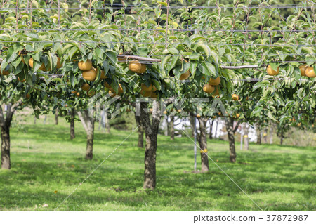 宮城棗梨001 宮城棗梨001 37872987