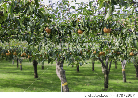 宮城棗梨006 37872997