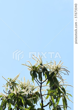 栗子花栗樹白花栗子 37873040