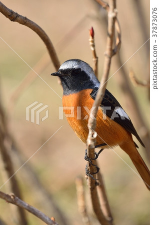 Male of Giubitaki 37873076