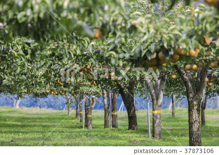 Miyagi Zao的梨子011 37873106