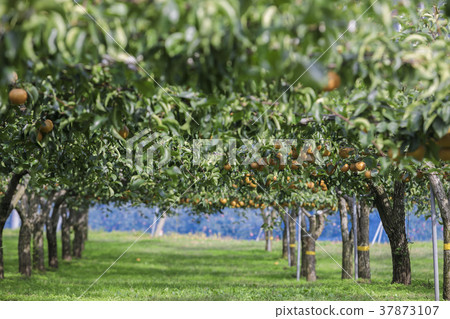 Miyagi Zao梨012 Miyagi Zao梨012 37873107