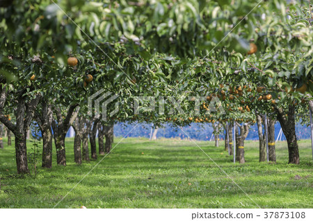 Miyagi Zao梨013 Miyagi Zao梨013 37873108