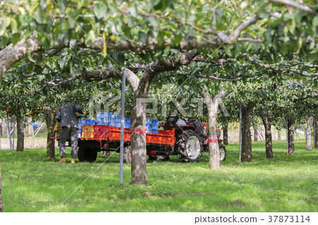 宮城棗梨019 宮城棗梨019 37873114