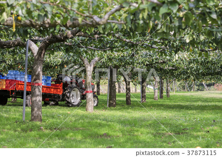 宮城棗梨020 37873115