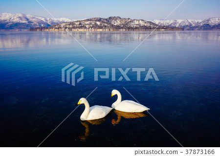 Lake Kussharo Swan 37873166