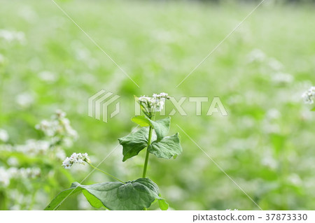 Soba flower and honey bee buckwheat flower Soba flower Takaono Town Izumi City Kagoshima Prefecture 37873330