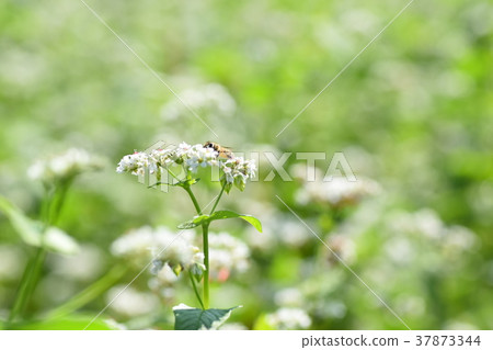 蕎麥花和蜜蜂蕎麥花蕎麥花蜜蜂高野町和泉市鹿兒島縣 蕎麥花和蜜蜂蕎麥花蕎麥花蜜蜂高野町和泉市鹿兒島縣 37873344