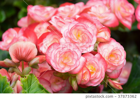 Spring scenes of red and pink begonia flower 37873362