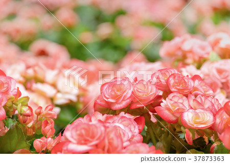 Spring scenes of red and pink begonia flower Spring scenes of red and pink begonia flower 37873363