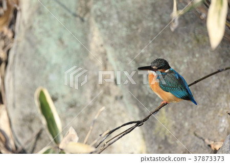 Kingfisher 37873373
