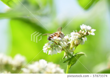 Soba flower and honey bee Buckwheat flower Soba flower honey bee Takaono Town Izumi City Kagoshima Prefecture Soba flower and honey bee Buckwheat flower Soba flower honey bee Takaono Town Izumi City Kagoshima Prefecture 37873374
