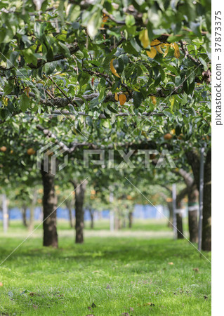 Miyagi Zao的梨030 Miyagi Zao的梨030 37873375