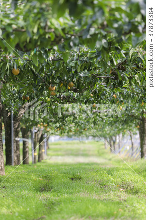 Miyagi Zao的梨033 Miyagi Zao的梨033 37873384