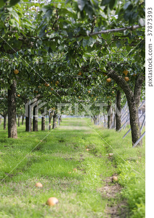 Miyajo Zao的梨038 Miyajo Zao的梨038 37873393