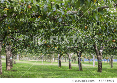 宮城棗梨049 宮城棗梨049 37873605